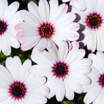 Kapmargerite Dalina Inez Improved - Osteospermum