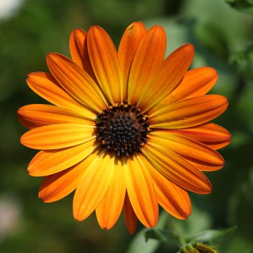 Kapmargerite Dalina Orange - Osteospermum