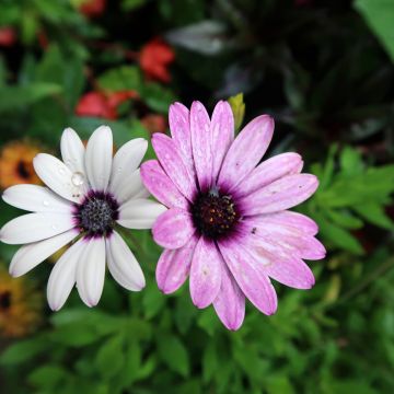 Kapmargerite Dalina Purple Reflection - Osteospermum