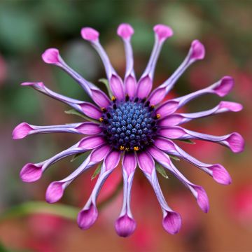 Kapmargerite Flower Power Spider Pink - Osteospermum