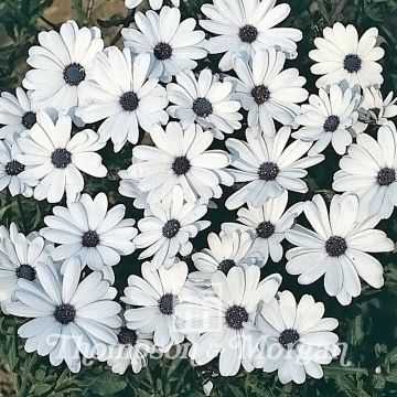 Kapmargerite Glistening White (Samen) - Osteospermum