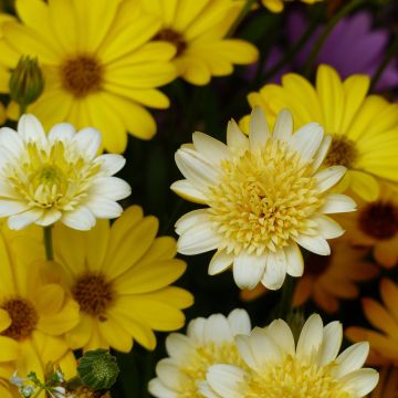 Kapmargerite Summersmile Double Golden Yellow - Osteospermum