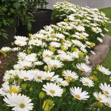 Osteospermum Summersmile Cream