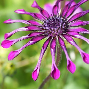 Kapmargerite Flower Power Spider Purple - Osteospermum