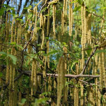 Europäische Hopfenbuche - Ostrya carpinifolia