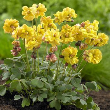 Sauerklee Double Trouble - Oxalis compressa