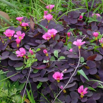 Purpur-Sauerklee Garnet - Oxalis purpurea