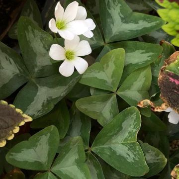 Dreieckiger Glücksklee Marmer - Oxalis triangularis subsp.papilionacea