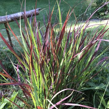 Panicum virgatum Oxblood Autumn - Ruten-Hirse