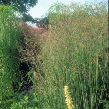 Panicum virgatum Heavy Metal - Ruten-Hirse