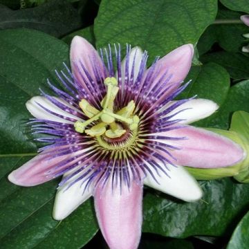 Passionsblume Perfume Passion - Passiflora