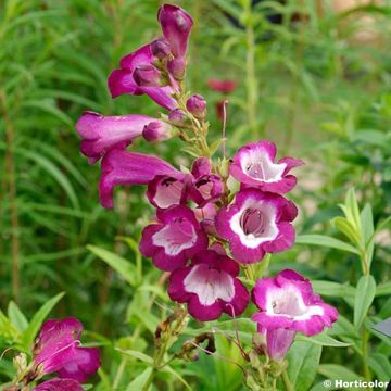 Penstemon Gloire des quatre rues - Bartfaden