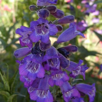 Penstemon hybride Russian River - Galane