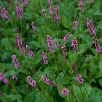 Renouée - Persicaria amplexicaulis High Society