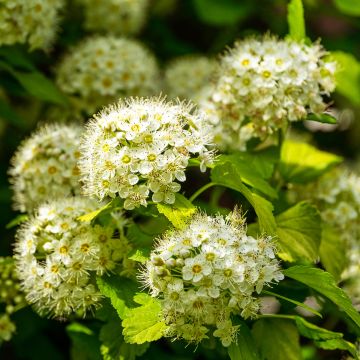 Physocarpus opulifolius Nugget - Physocarpe