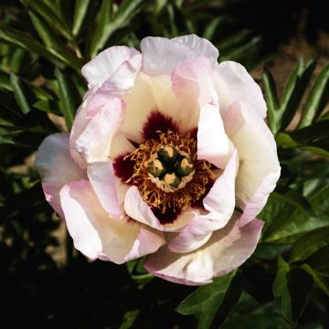 PIvoine Itoh Pastel Splendor