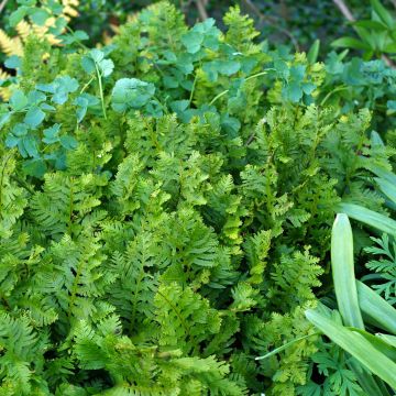 Polypodium cambricum Oakleyae - Tüpfelfarn