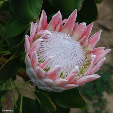 Protea cynaroides