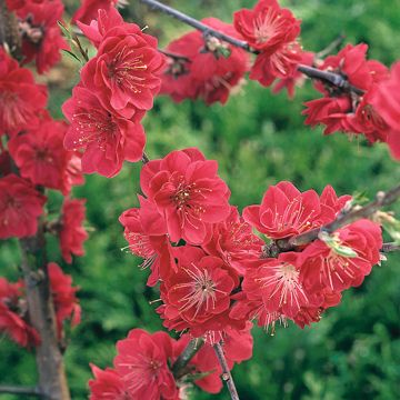 Zierpfirsich Melred Weeping - Prunus persica