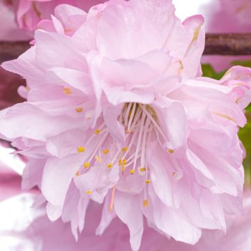 Amandier à fleurs - Prunus triloba Rosenmund