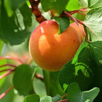 Aprikose Meilleur de Hongrie - Prunus armeniaca