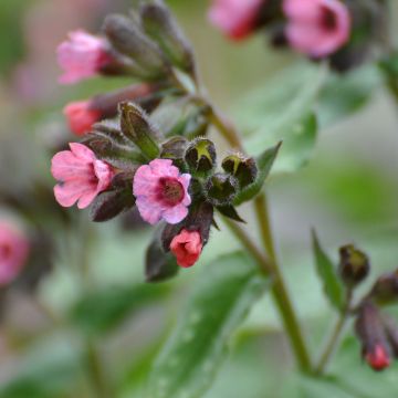 Lungenkraut Dora Bielefeld - Pulmonaria