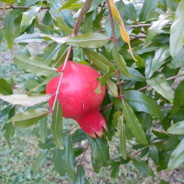 Granatapfelbaum Parfianka - Punica granatum