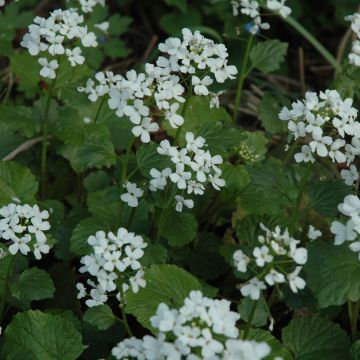 Pachyphragma macrophyllum - Großblättriges Täschelkraut