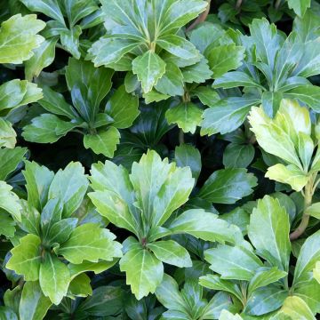 Pachysandra terminalis Green Sheen - Japanischer Ysander