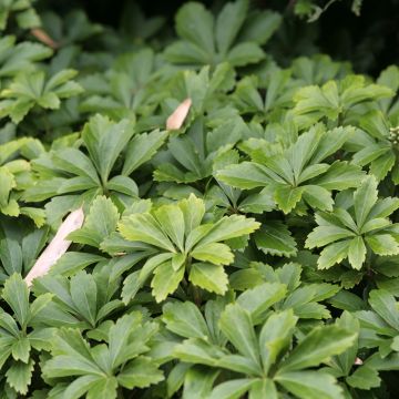 Pachysandra terminalis