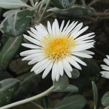 Pachystegia insignis Daizea Hardec - Marlborough Felsen Daisy