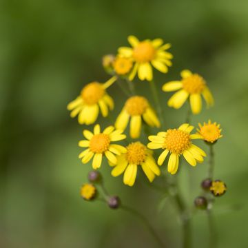 Packera aurea - Kreuzkraut