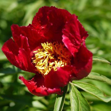 Paeonia Early Scout - Pfingstrose