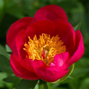 Paeonia Flame - Pfingstrose