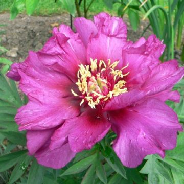 Paeonia Itoh Morning Lilac