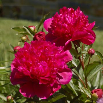 Paeonia lactiflora Big Ben - Edel-Pfingstrosen