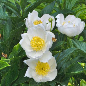 Pivoine lactiflora Jan van Leeuwen