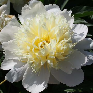 Paeonia lactiflora Primevère - Edel-Pfingstrosen