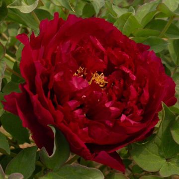 Paeonia suffruticosa Wu Jin Yao Hui - Strauch-Pfingstrose