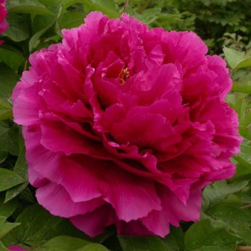 Paeonia suffruticosa Wu Long Peng Sheng - Strauch-Pfingstrose