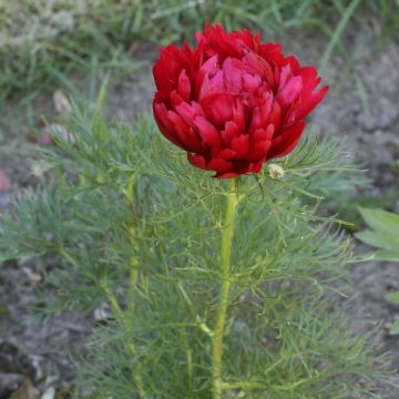 Paeonia tenuifolia Plena - Netzblatt-Pfingstrose