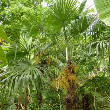 Palmier de Chine - Trachycarpus fortunei 