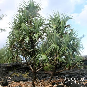 Pandanus utilis - Schraubenbaum