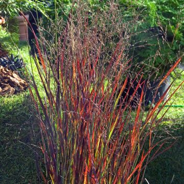 Panic érigé - Panicum virgatum Heiliger Hain