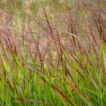 Panicum virgatum Shenandoah - Ruten-Hirse