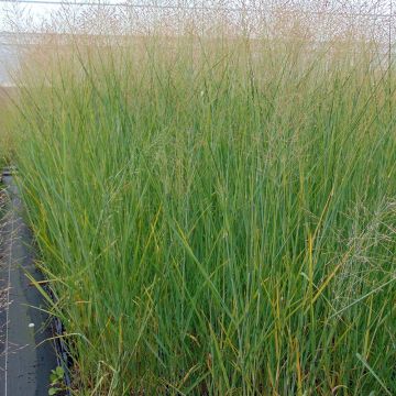 Panicum virgatum Cloud Nine - Ruten-Hirse