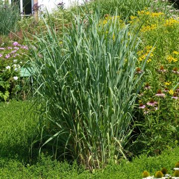 Panicum virgatum Dallas Blues - Ruten-Hirse