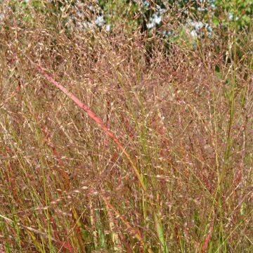 Panicum virgatum Hanse Herms - Ruten-Hirse