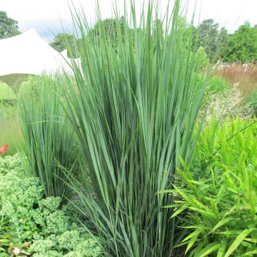 Panic érigé - Panicum virgatum Northwind 