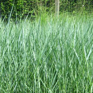 Panicum virgatum Prairie Sky - Ruten-Hirse